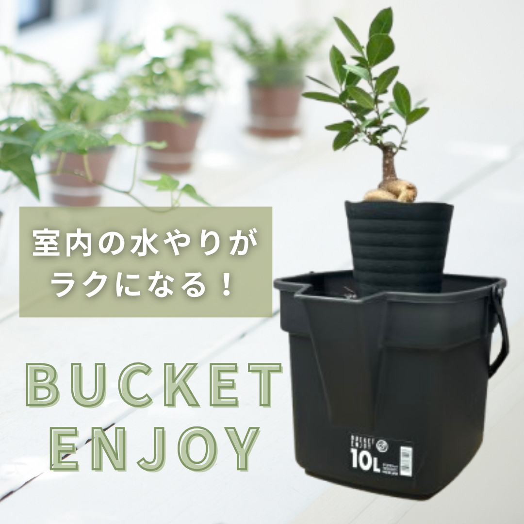 BUCKET”エンジョイ – 植物家族