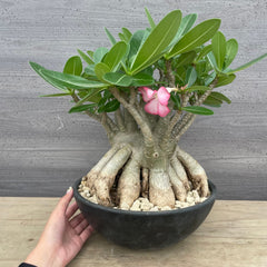 販売中の植物達