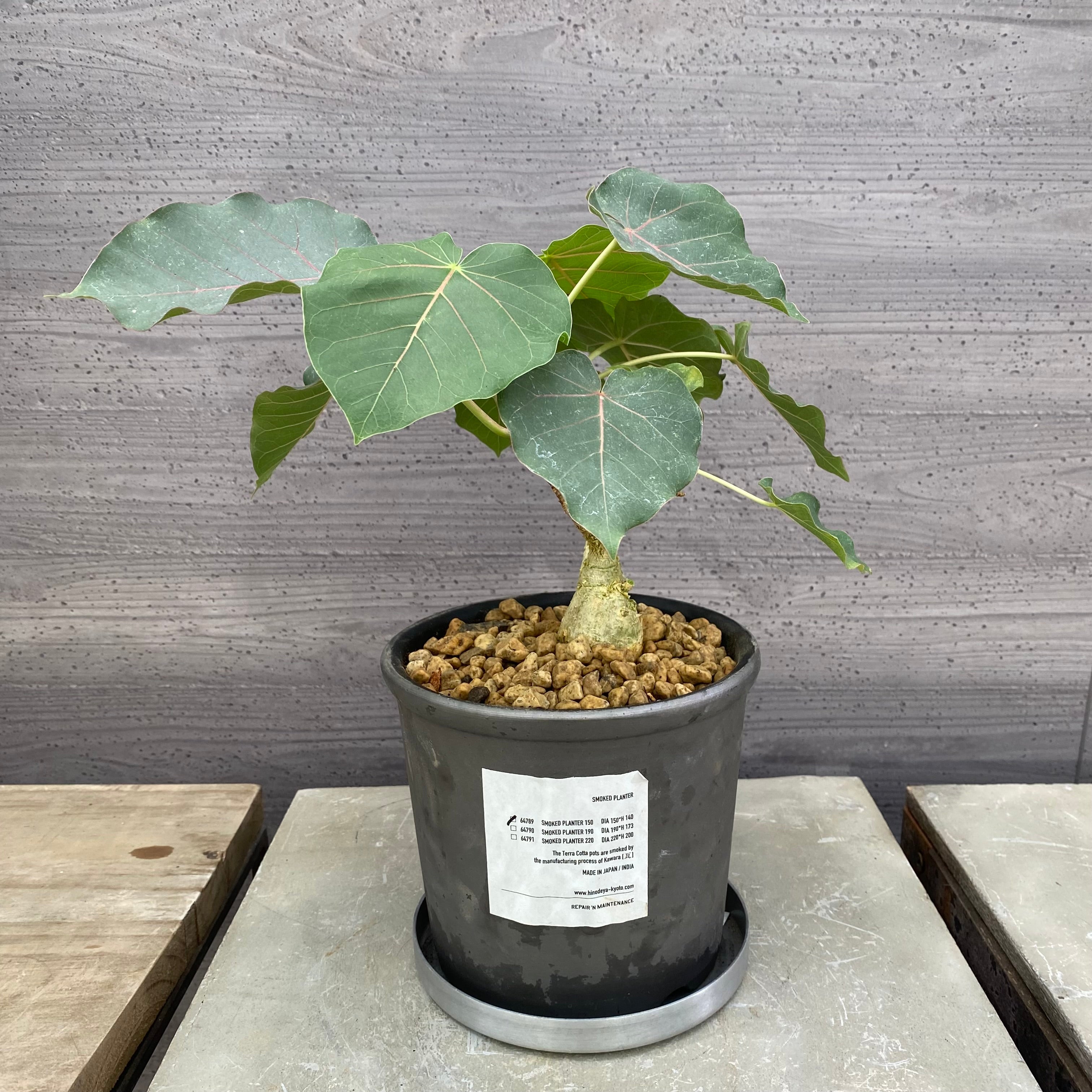 陶器鉢植栽シリーズ – 植物家族