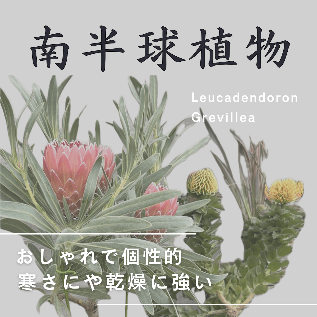 オージープランツ – 植物家族