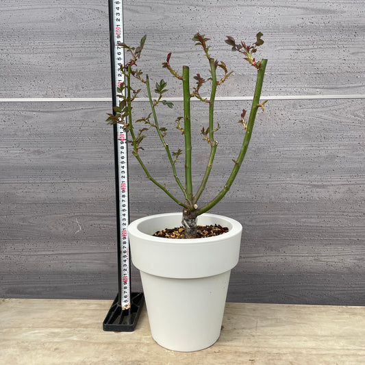 薔薇 ムーンライト ソナタ 7号おすすめ白ポット PROGRESSIO