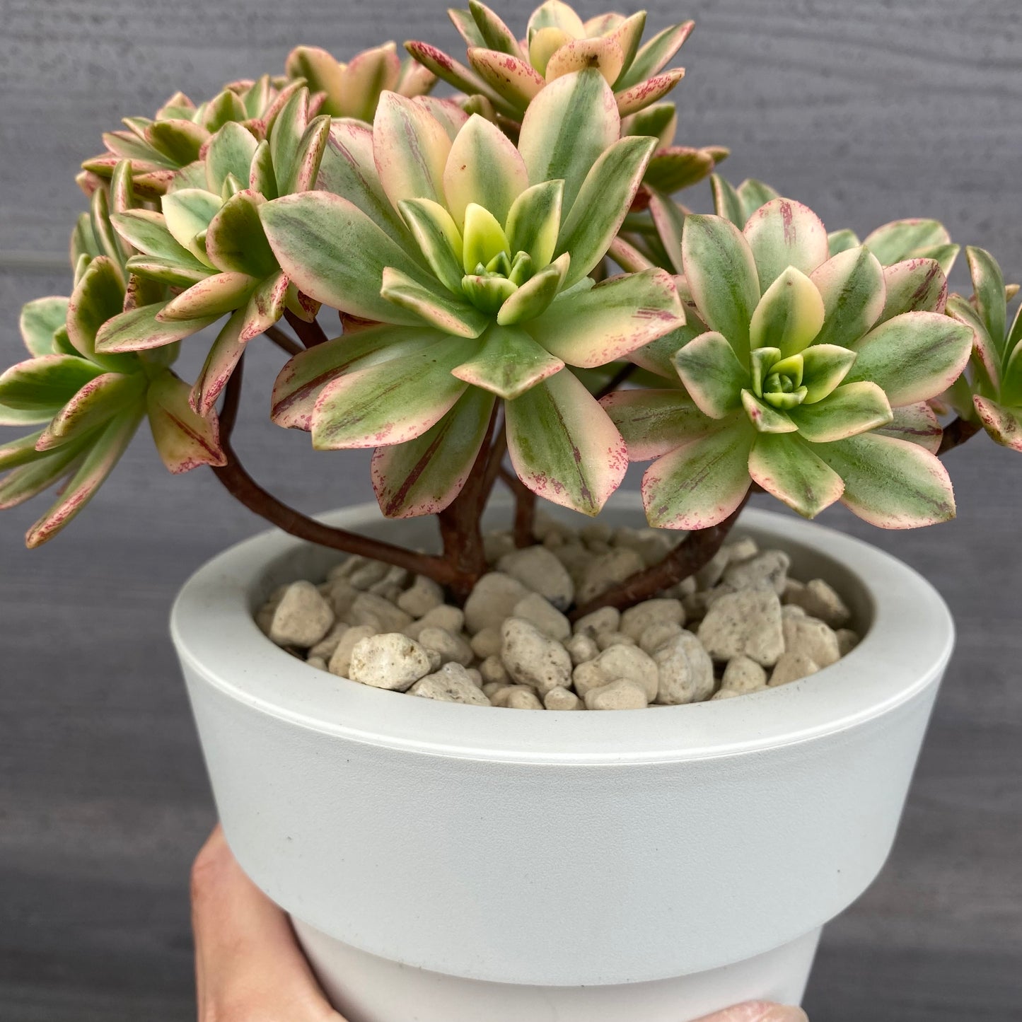 アエオニウム 5号おすすめ白ポット