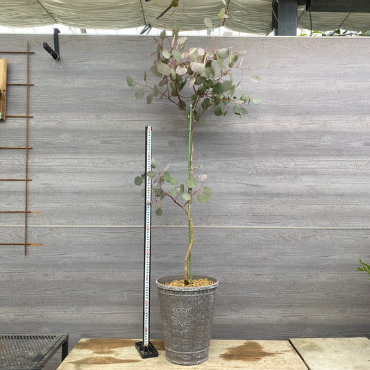 No.12036 ユーカリ ポポラス グレープラ鉢