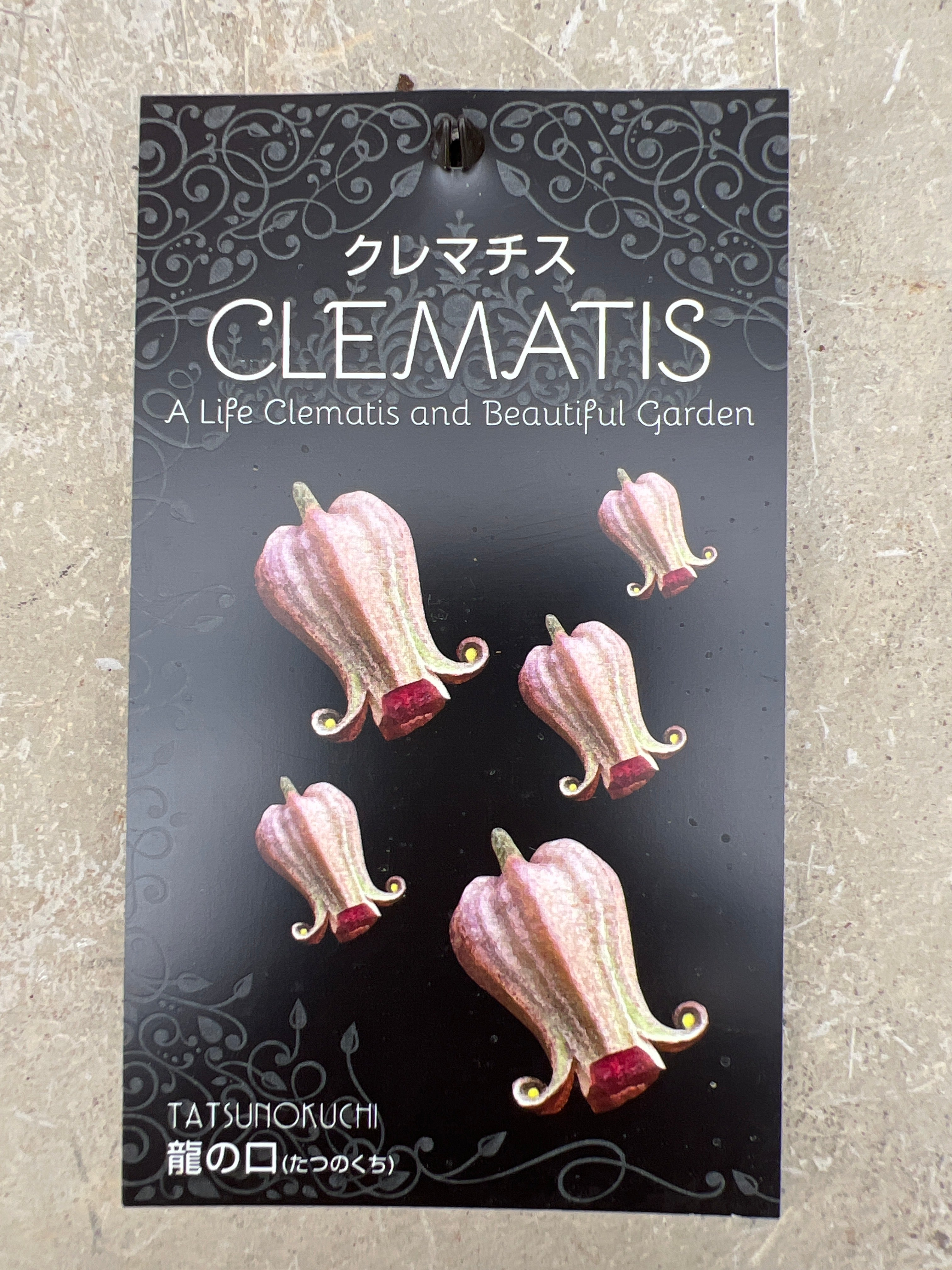 クレマチス ヴィオルナ系 新枝咲き 龍の口（たつのくち） – 植物家族
