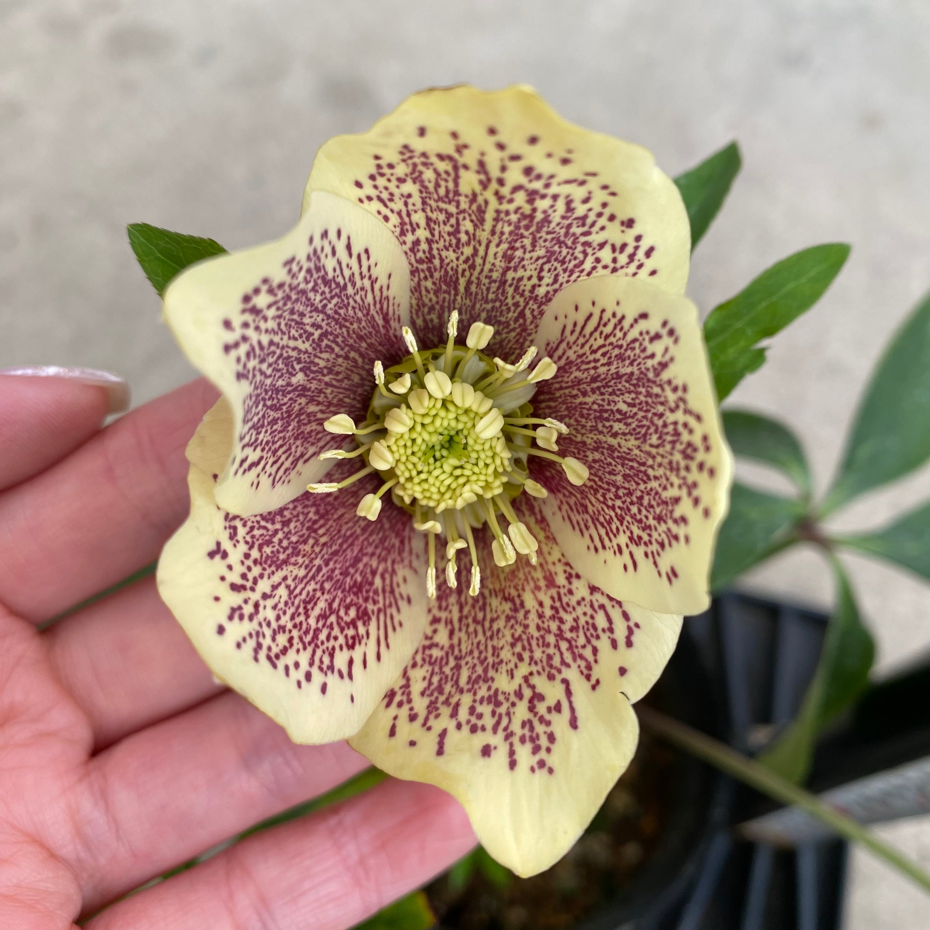 20047 クリスマスローズ シングル咲き 3.5号苗ポット – 植物家族