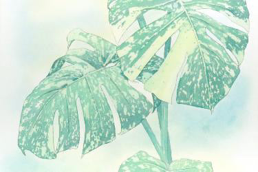 原画★モンステラ タイコンステレーション 50×25cm