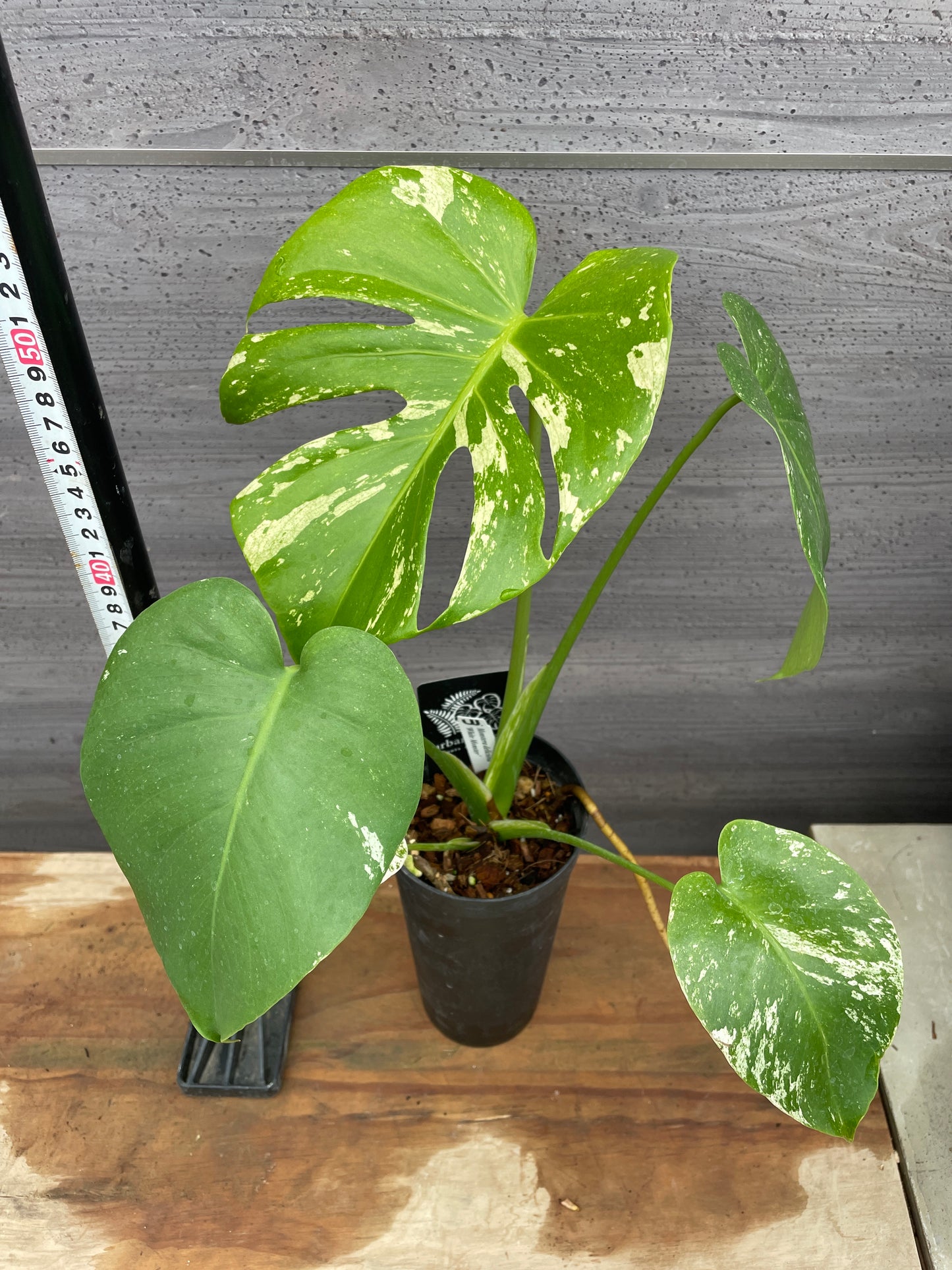 ホワイトモンステラ 3.5号ロングポット