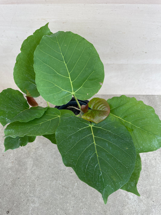 No.27016 フィカス ウンベラータ 4号鉢