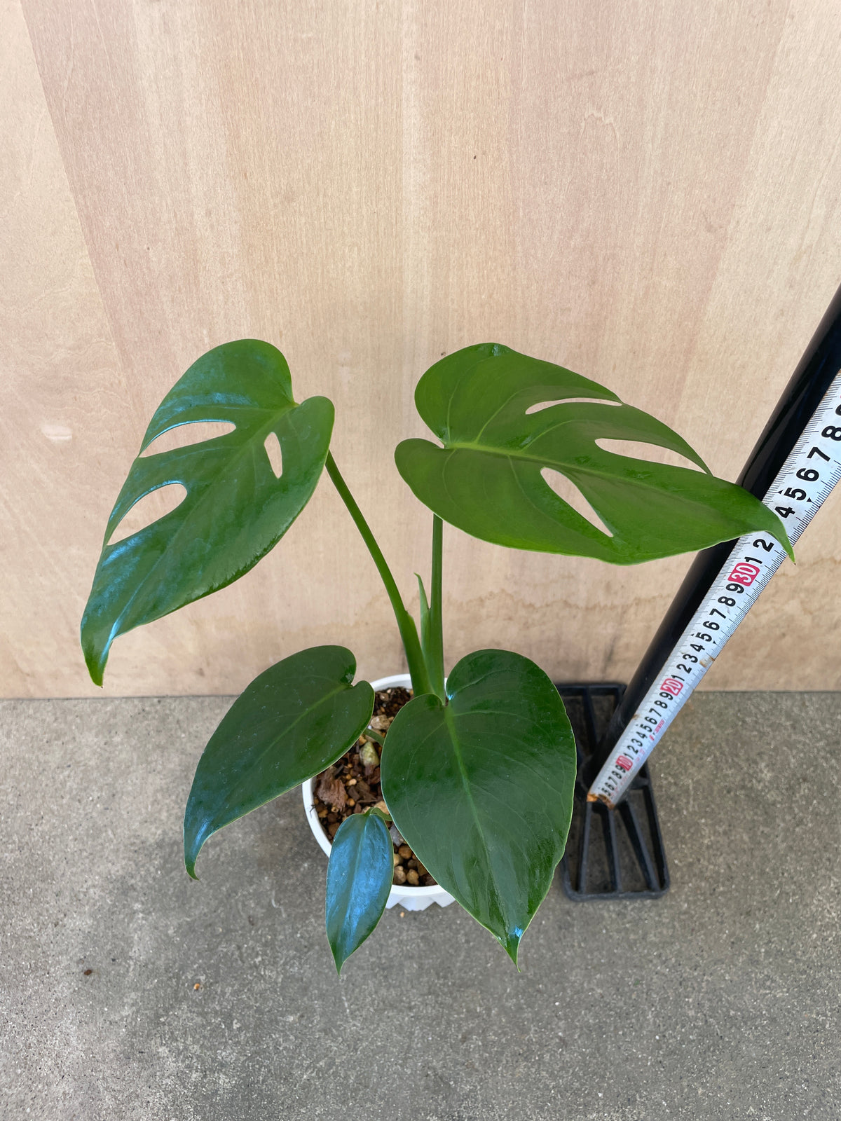 モンステラ コンパクタ 4号鉢 植え替え済み