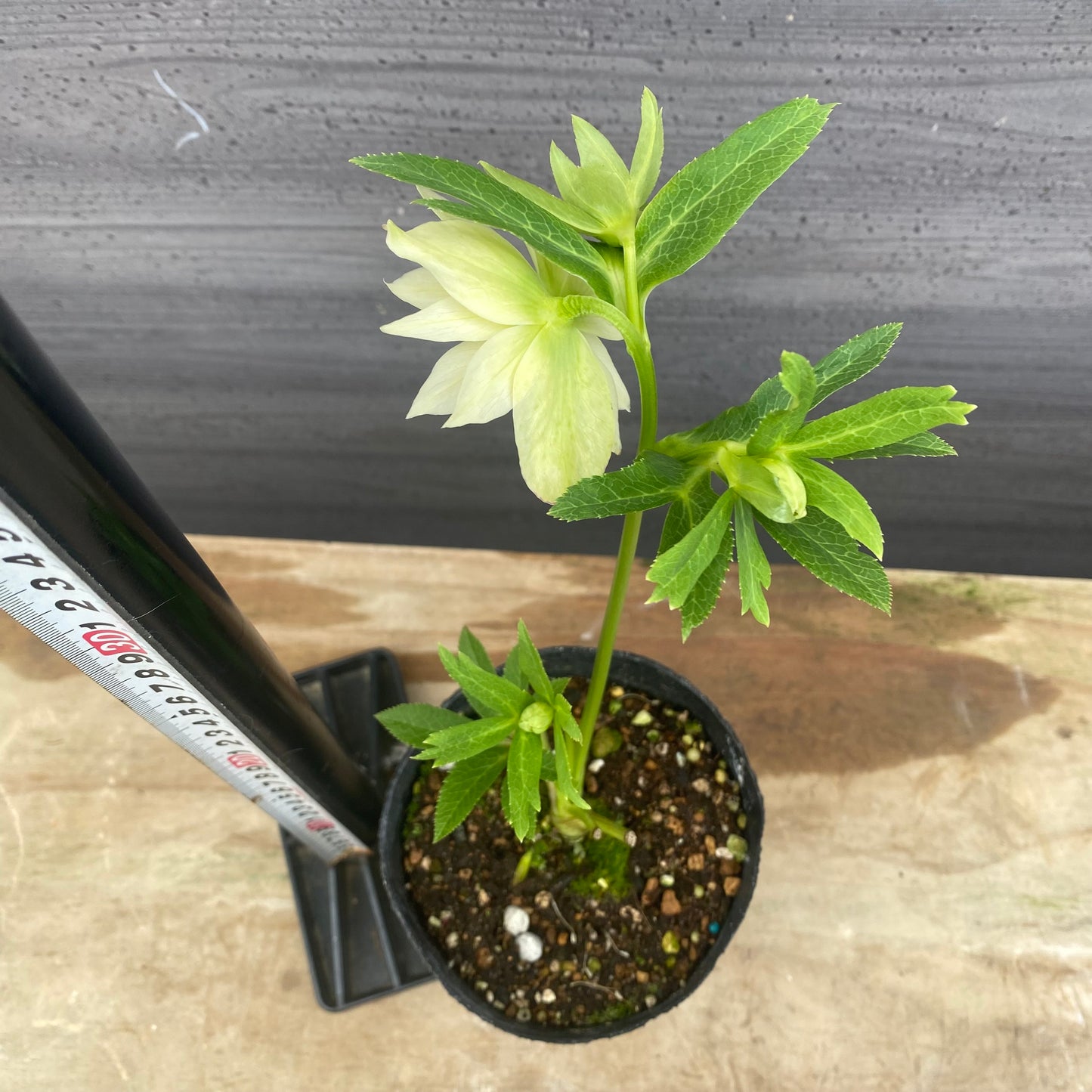 No.09042 クリスマスローズ04 4号苗ポット