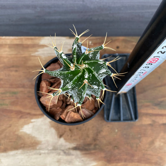 市場仕入れ即売会 No.25061 サボテン接ぎ木G 3号鉢