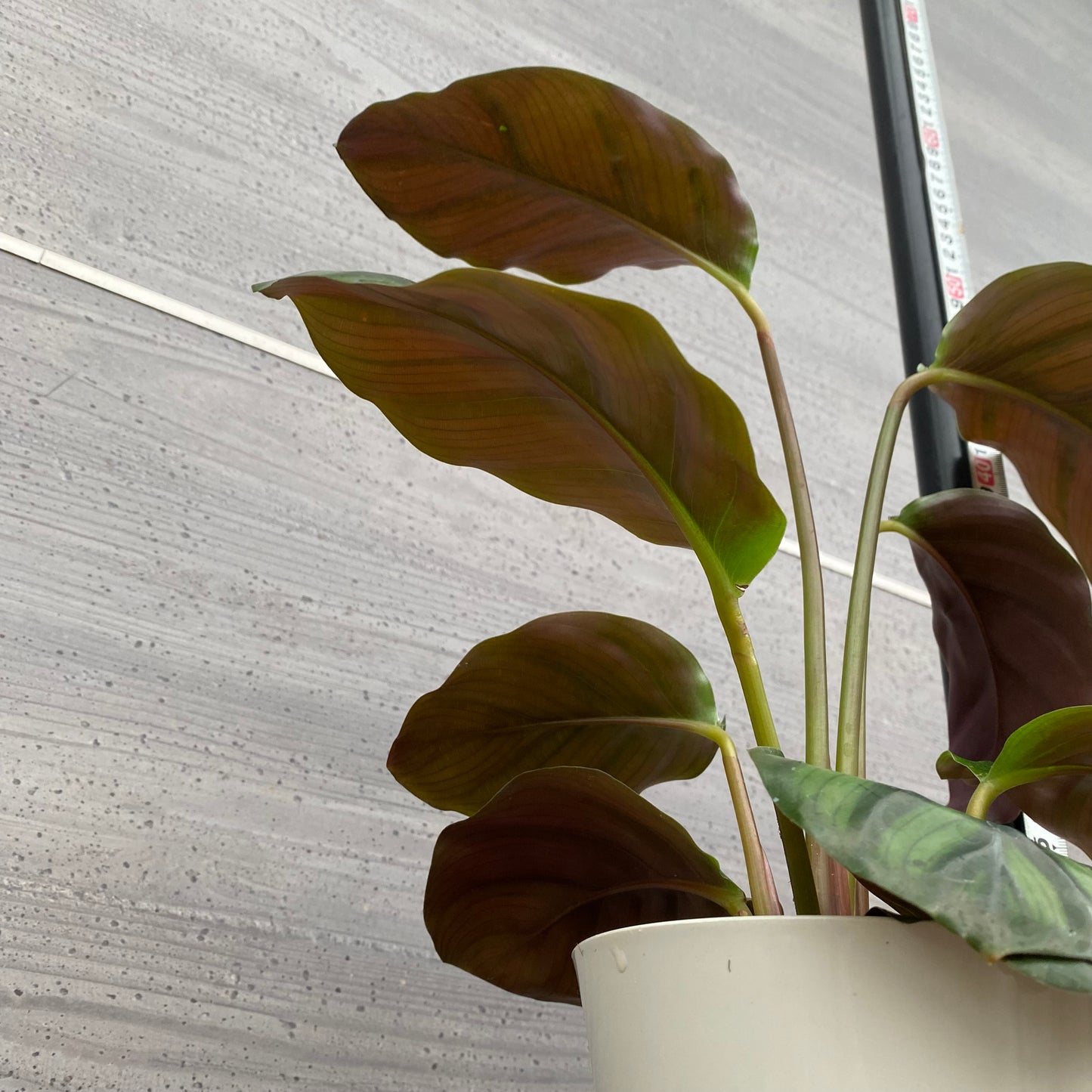 市場仕入れ即売会 No.25035 カラテア ファシアータ 5号鉢