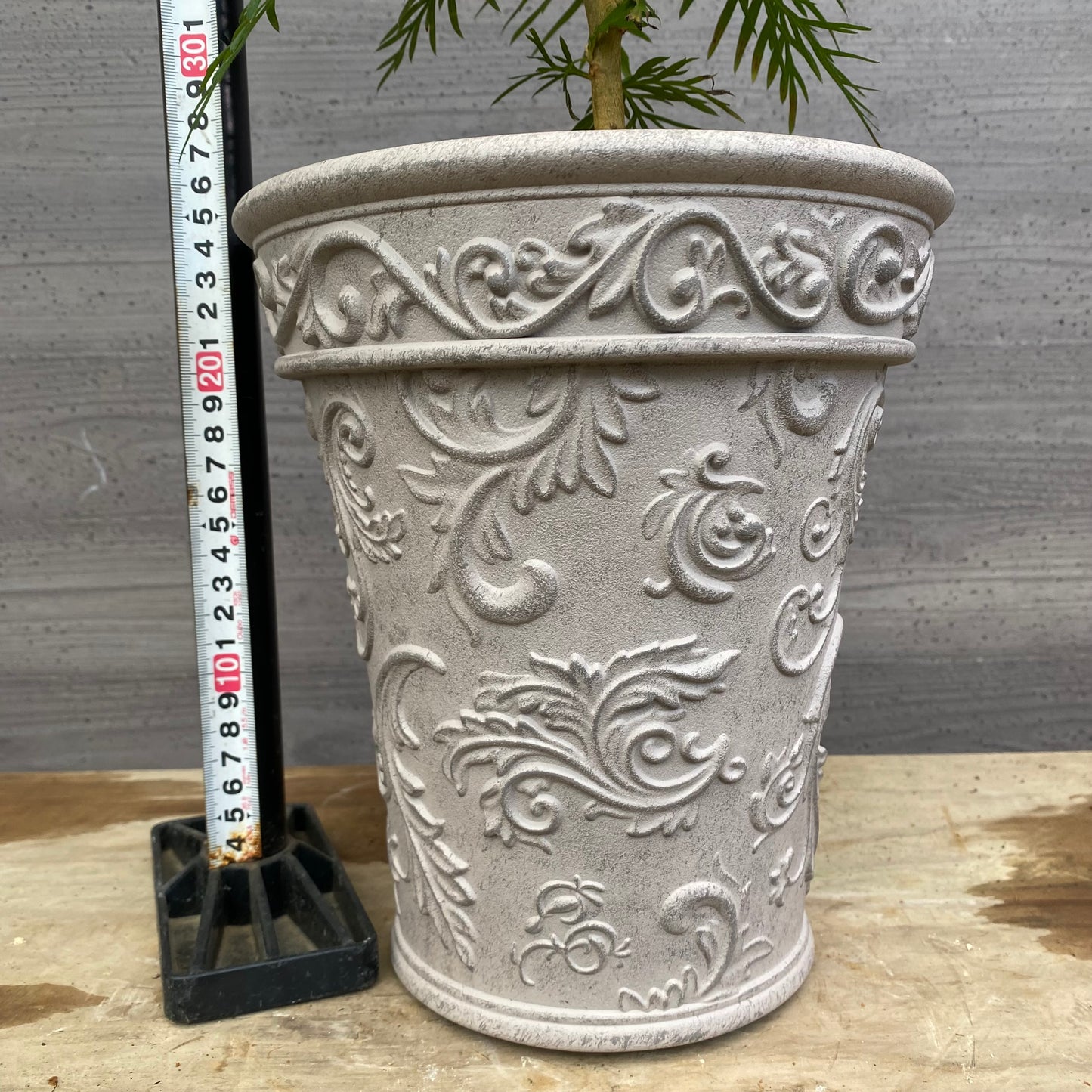 No.12020 グレビレア ロブスタ ホワイトプラ鉢