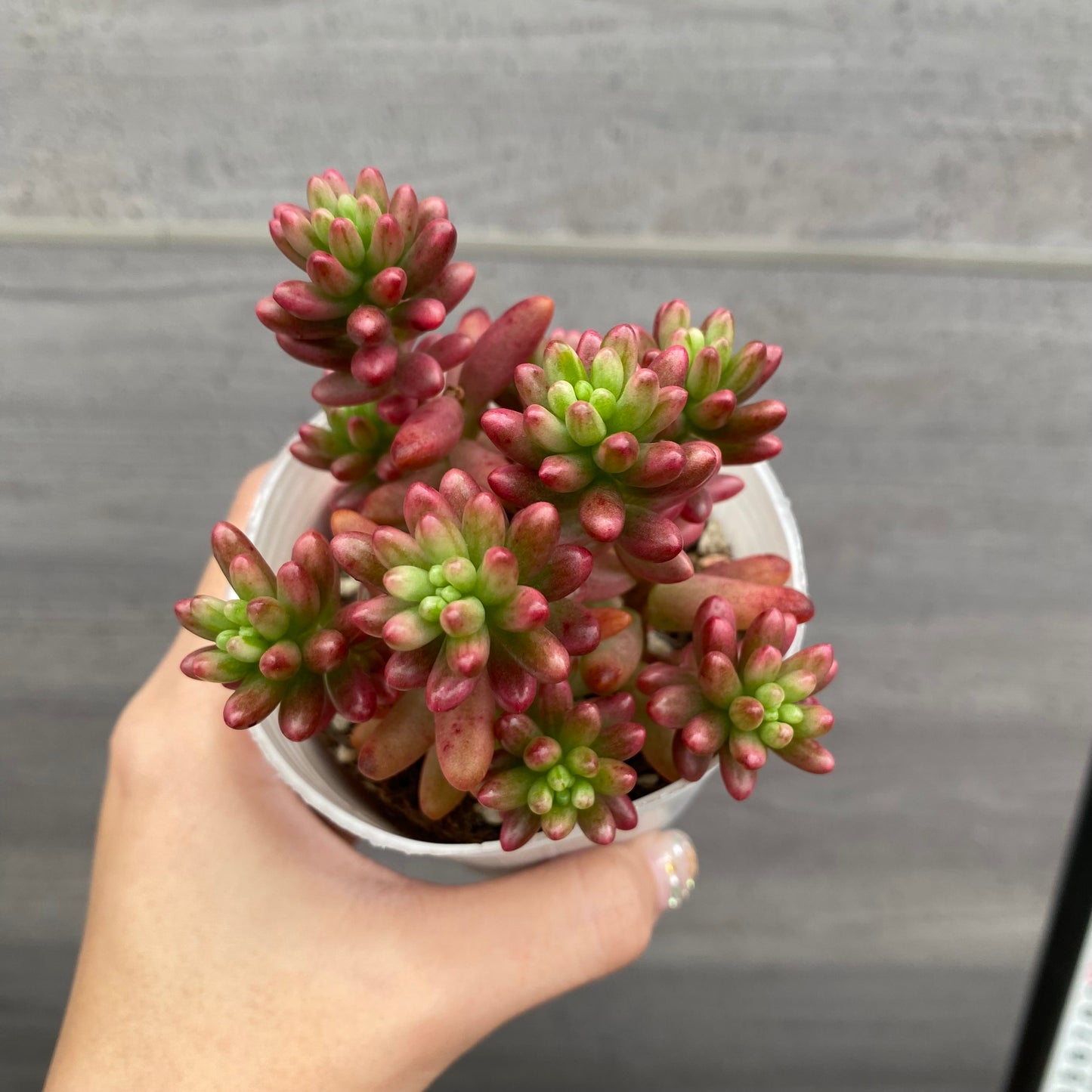 市場仕入れ即売会 No.25069 セダム レッドベリー/オーロラ/虹の玉/姫秋麗 4種セット