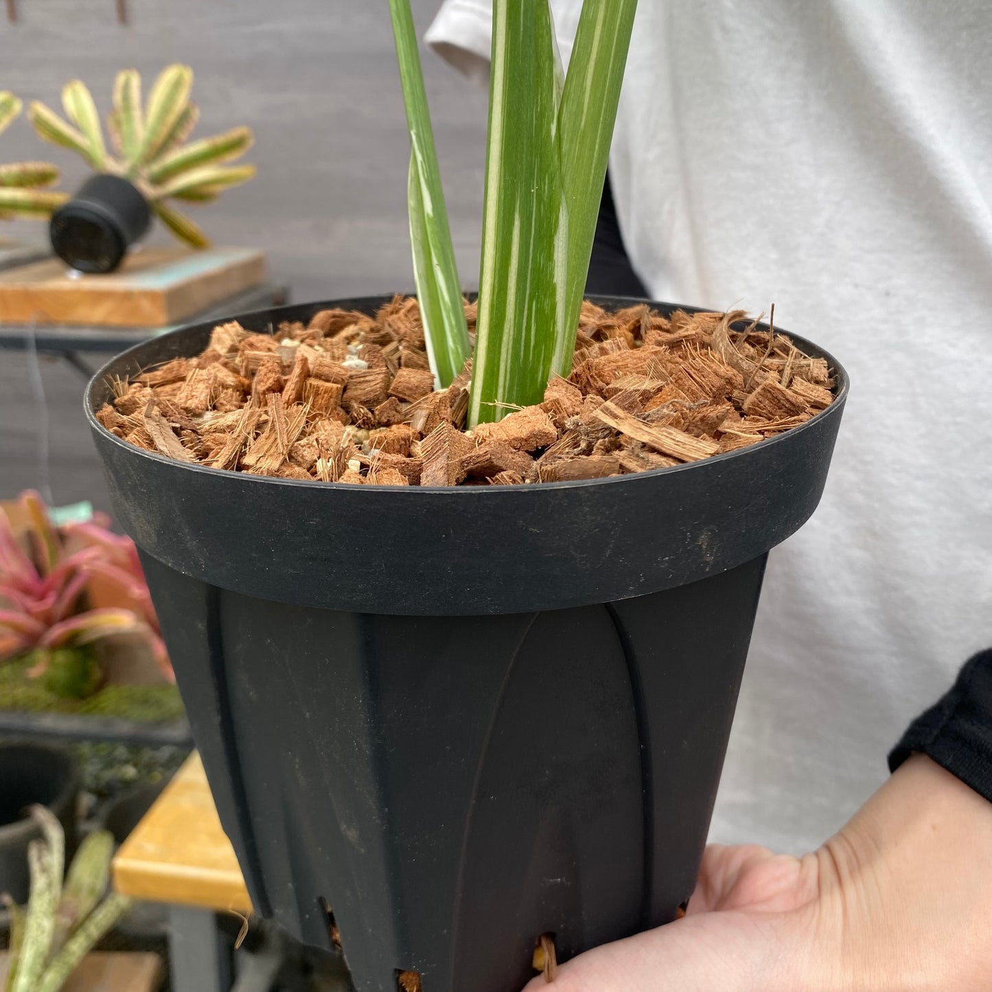 No.26042 モンステラ タイコンステレーション 5号鉢