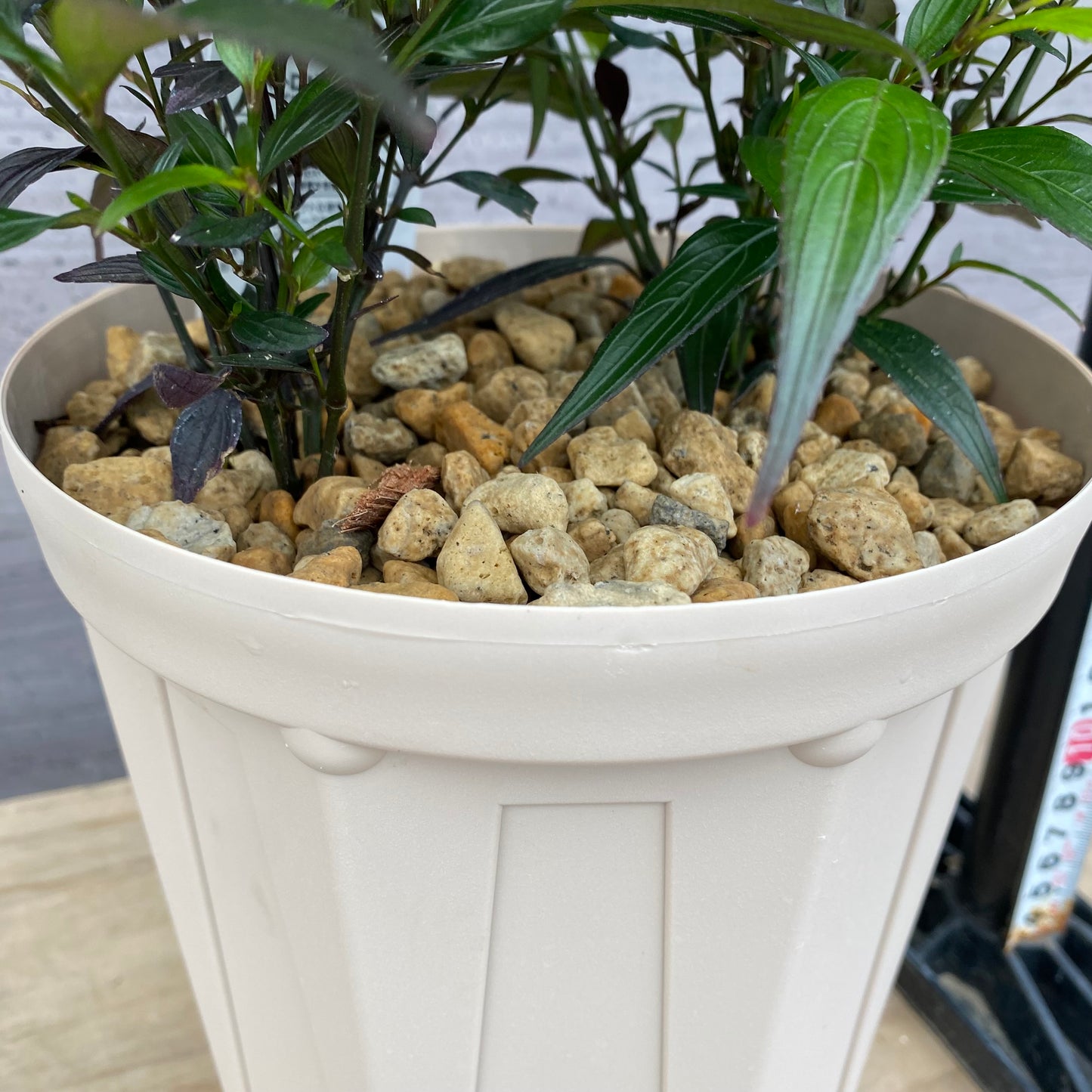 ストロビランテス ブルネッティー 6号スリット鉢/オリジナル色