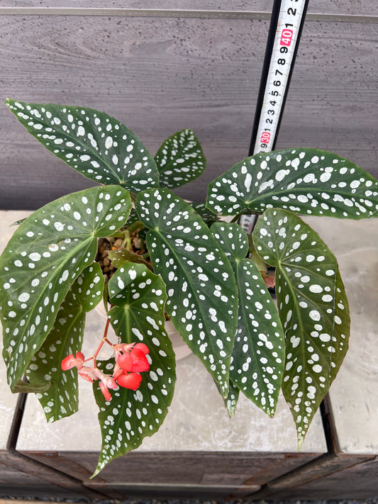 花郷園★木立性ベゴニア Diamond Rubra 花郷園オリジナル品種 6号ポット植替え済み