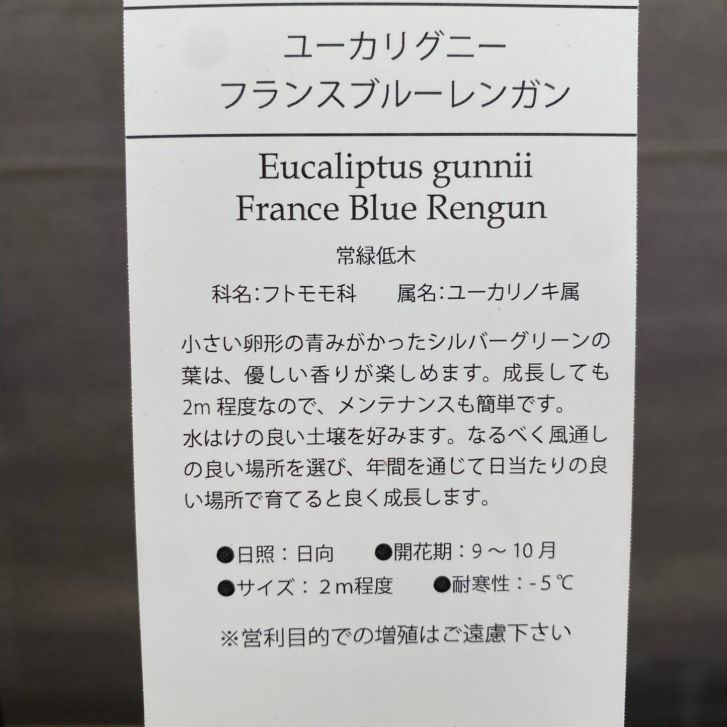 ユーカリ フランスブルー 10号鉢