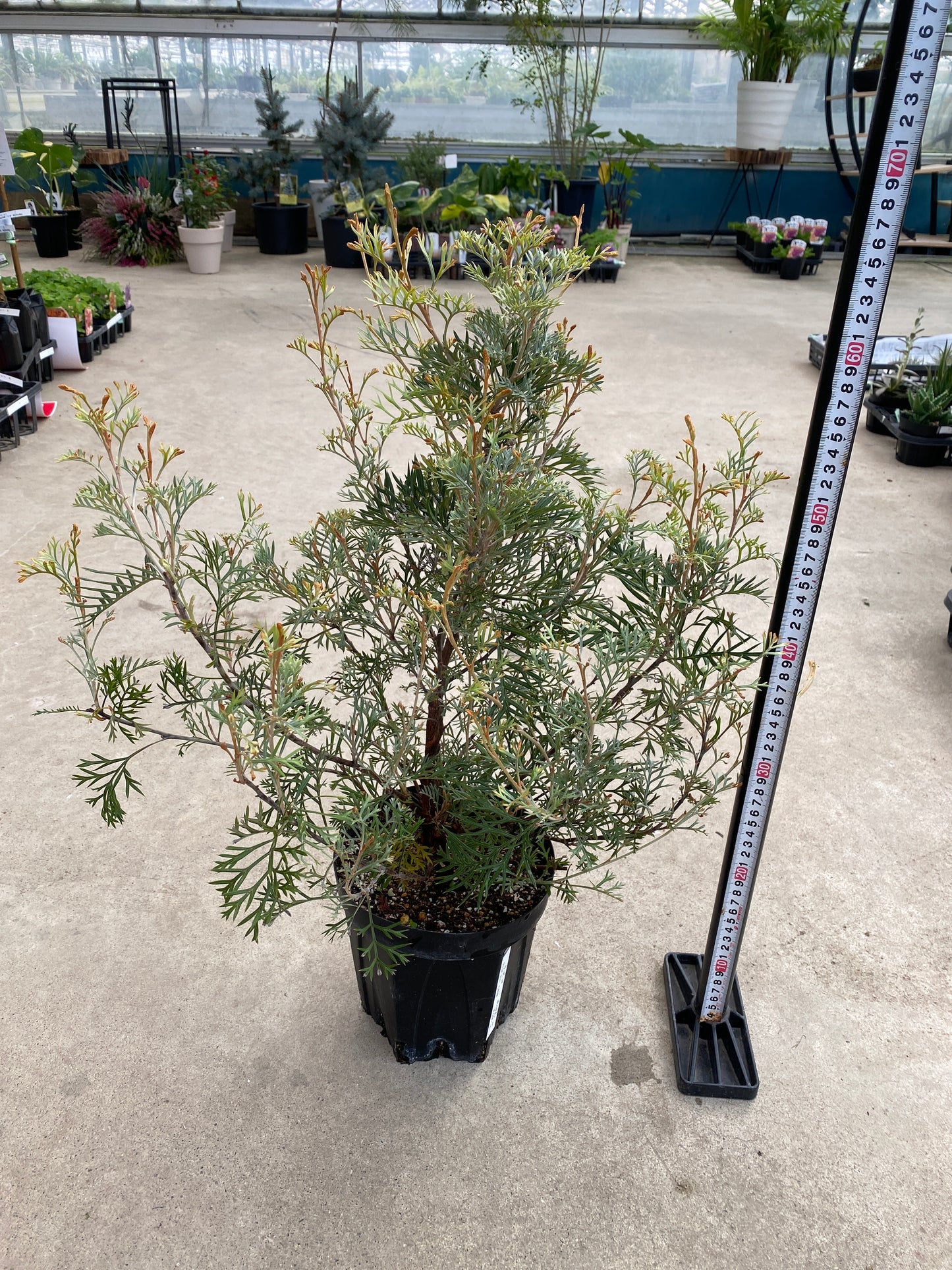 No.28035 グレビレア クリームパッション 5号鉢