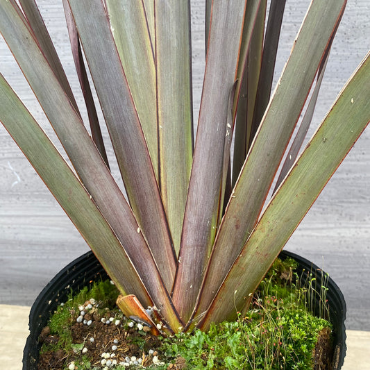 No.1303 ニューサイラン 銅葉 7号苗ポット