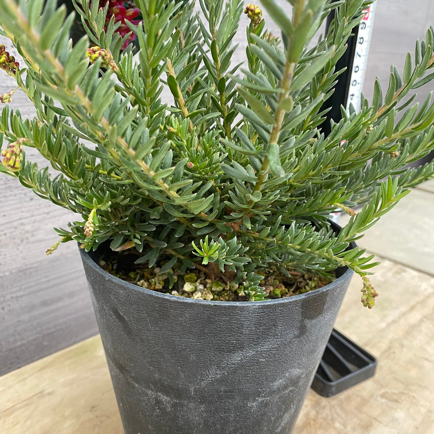 No.30025 グレヴィレア ファイヤーワークス 5号鉢