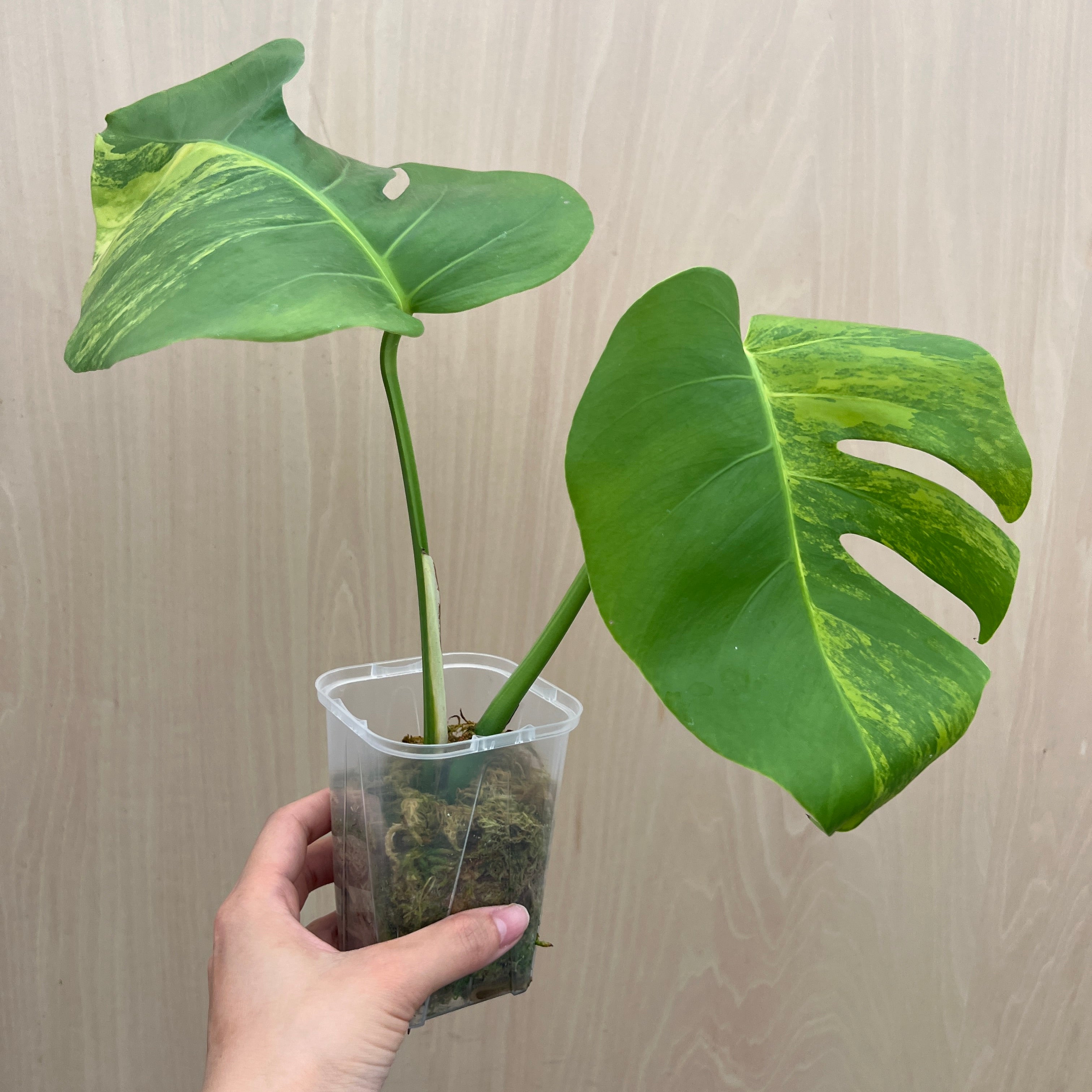 モンステラ（オーレア）　苗 No.21070 モンステラ オーレア 茎挿し – 植物家族
