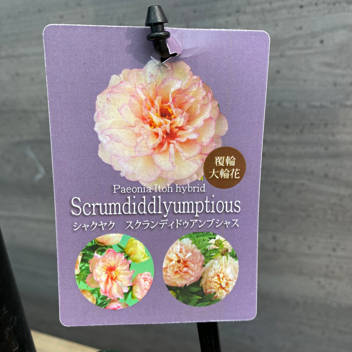 芍薬 スクランディドゥアンブシャス