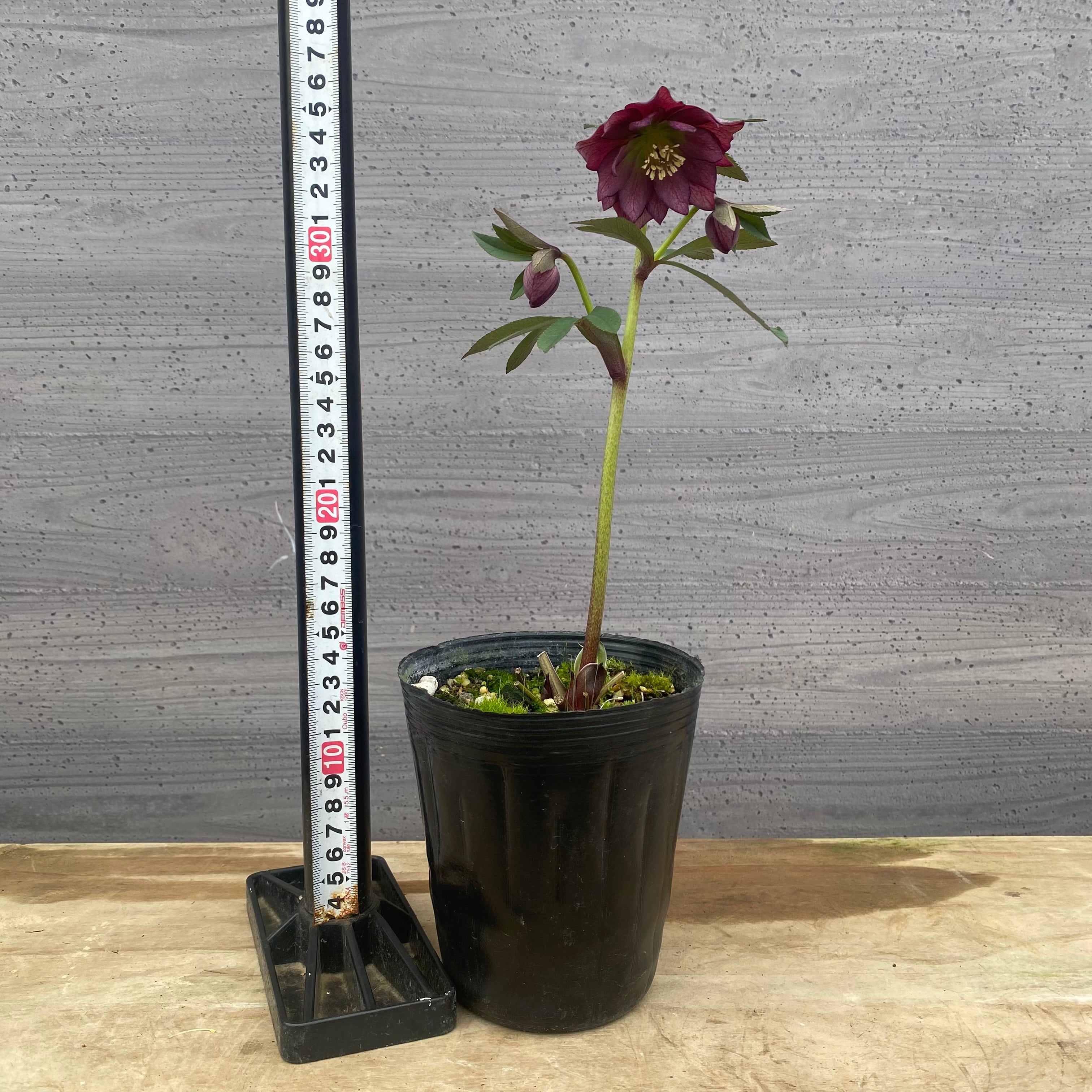 No.09044 クリスマスローズ06 4号苗ポット – 植物家族