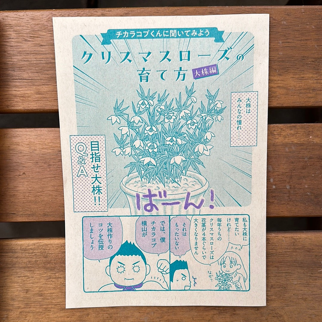 ★クリスマスローズ専門誌【著者:横山直樹】★横山直樹氏直筆サイン記入