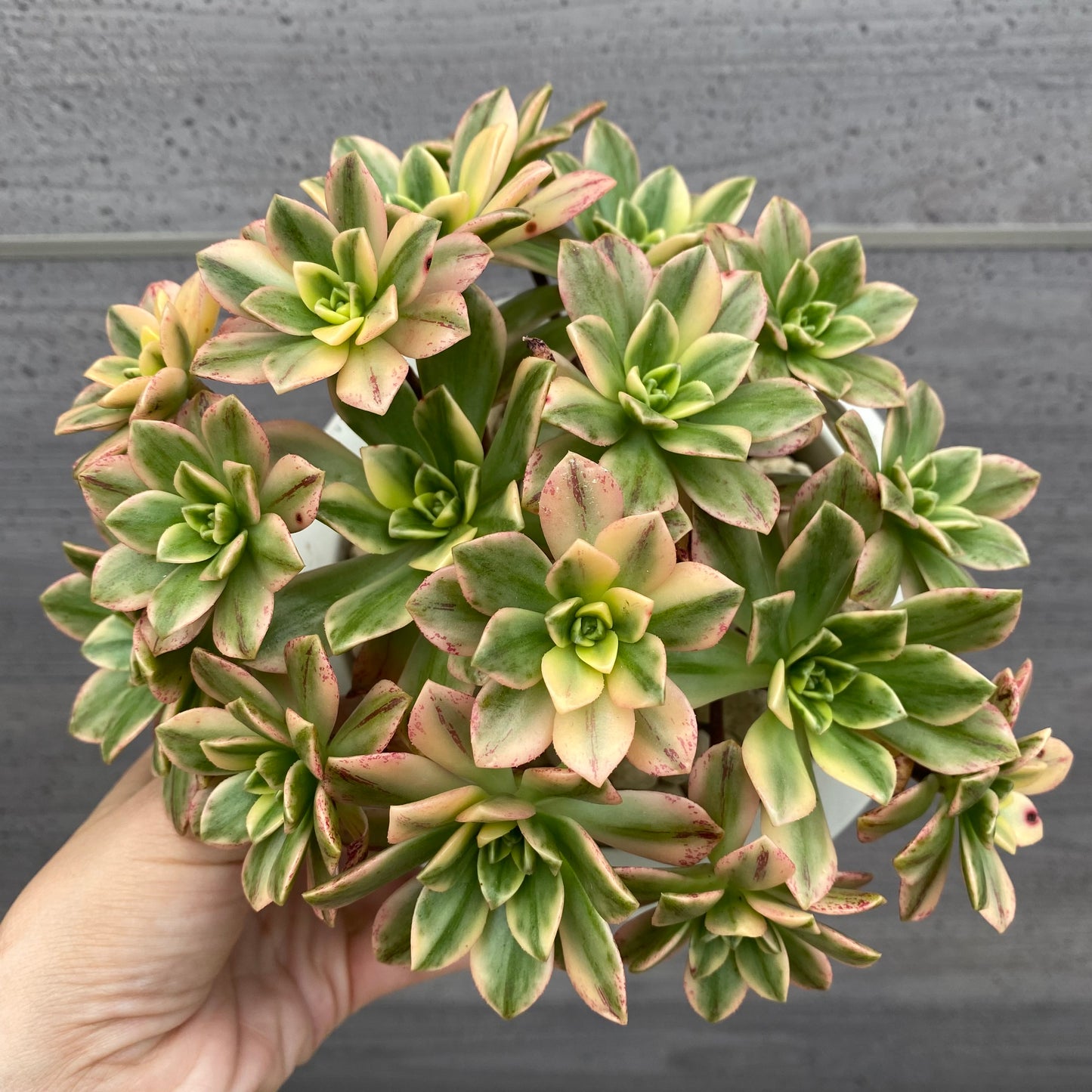 アエオニウム 5号おすすめ白ポット