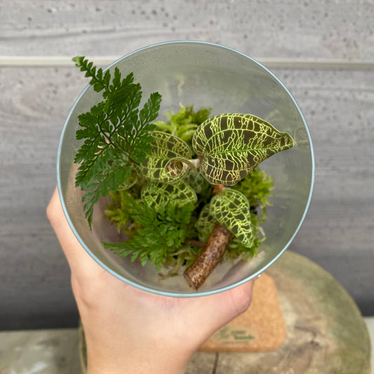 市場仕入れ即売会 No.25051 ジュエルオーキッド テラリウム