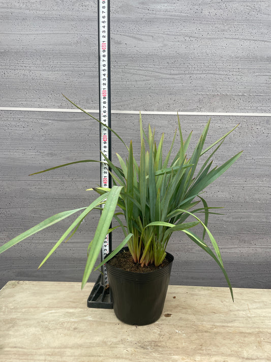 No.06011 岡本緑花 ディアネラ レポルタ ブルーストリーム 5号苗ポット