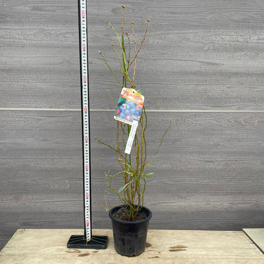 ブルーベリー(ラビットアイ系)2種混合植え 5号鉢