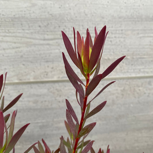 No.12017 リュウカデンドロン ジャックハーレー グレープラ鉢