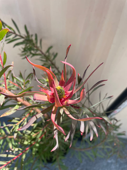 4/14 仕入れ即売会 No.026 リュウカデンドロン ジプシーレッド B 7号鉢