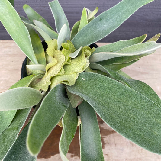 No.1308 ビカクシダ ヴィーチ 5号苗ポット