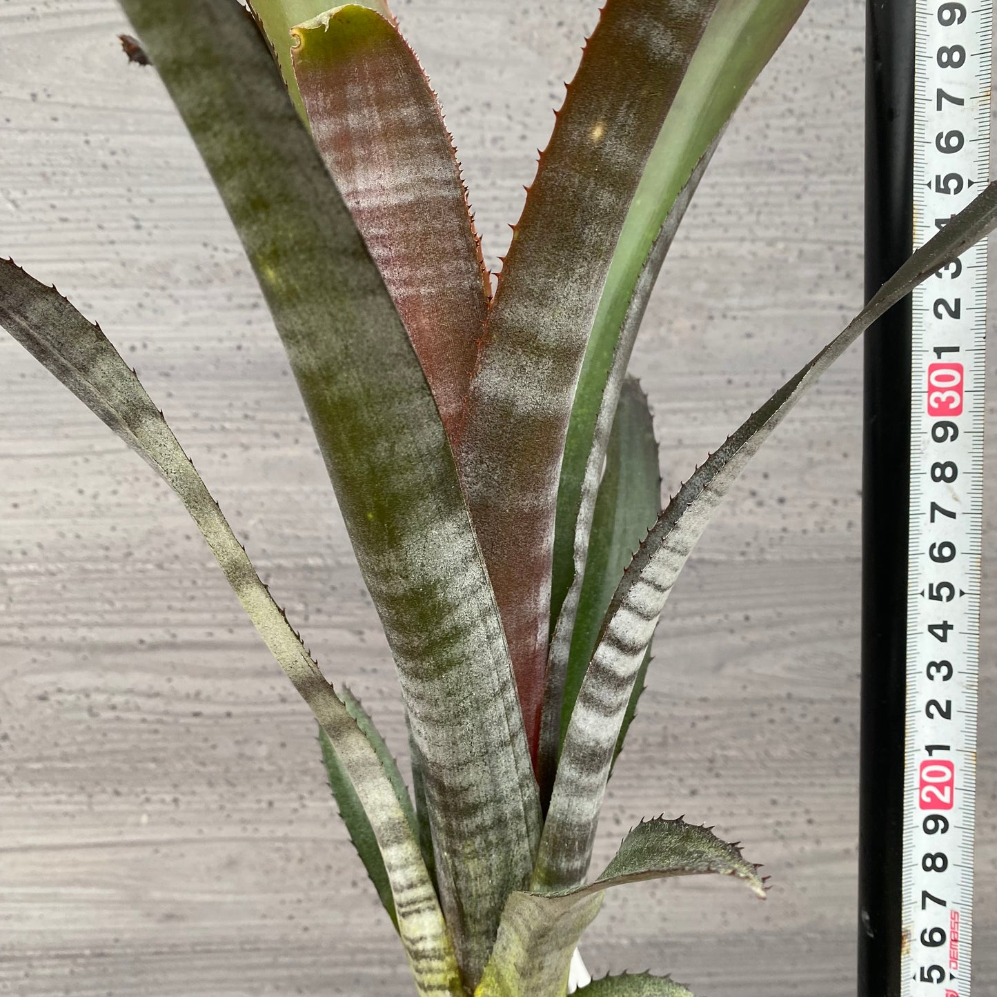 市場仕入れ即売会 No.25029 ビルベルギア ビッタータ 3.5号鉢