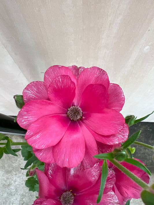 No.31002 ラナンキュラスランドセルシリーズ サラセレネアロピクス 6号鉢