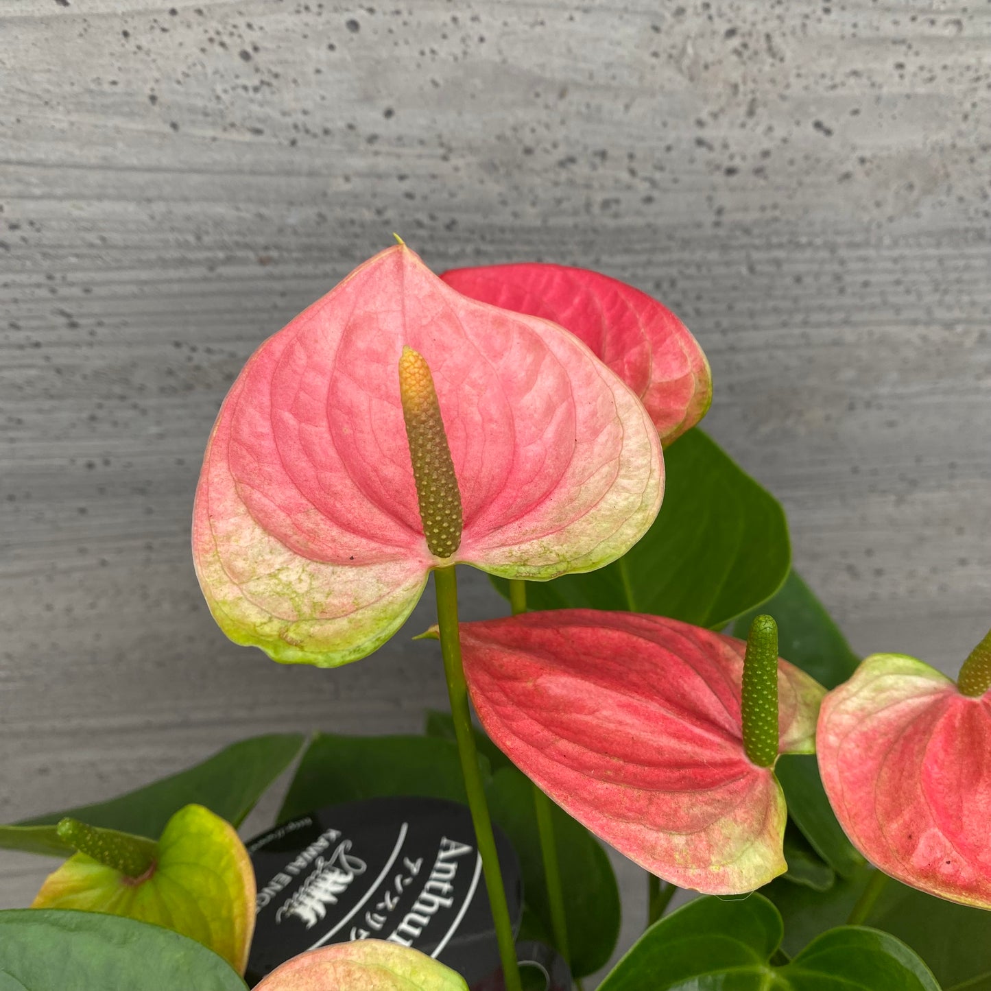 市場仕入れ即売会 No.25050 アンスリウム 7号底面給水鉢 黒