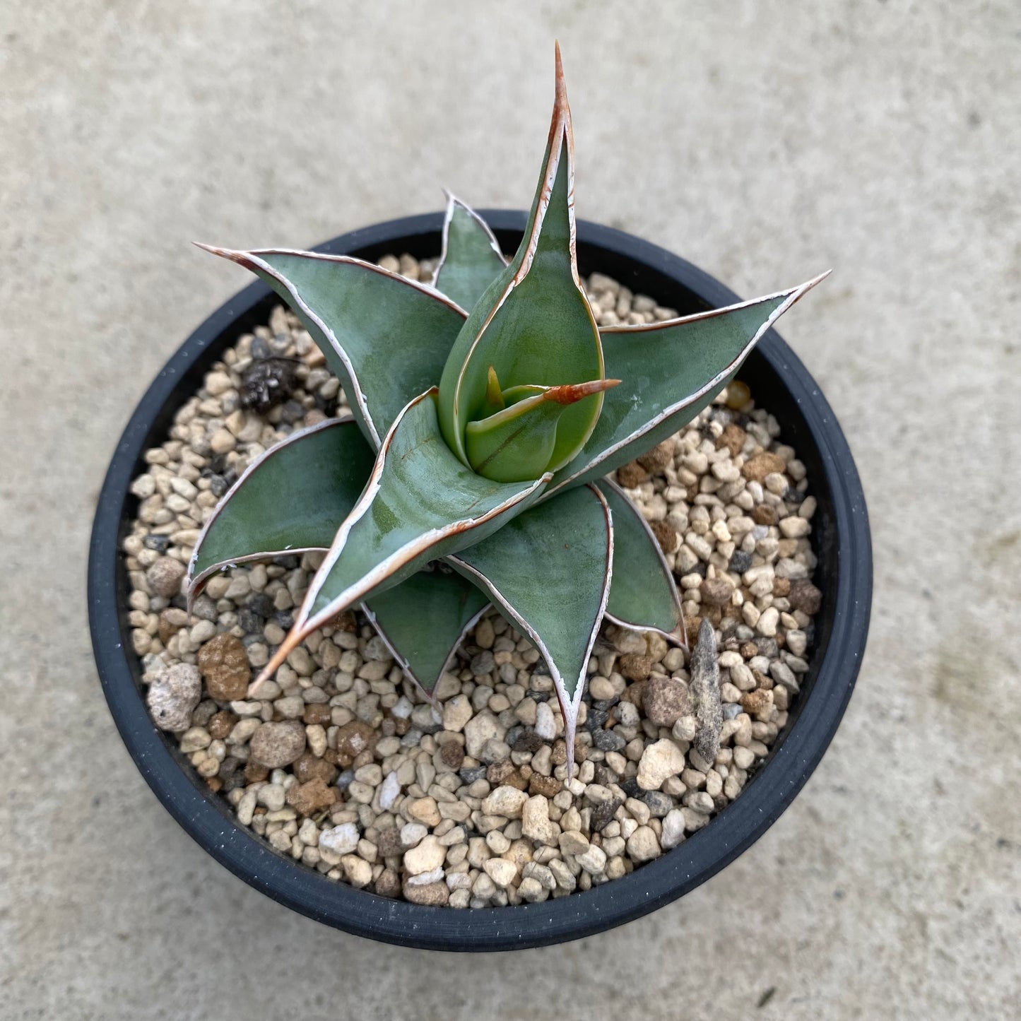 06048 サンスベリア ピングイキュラ 硬質ポット 受皿付き