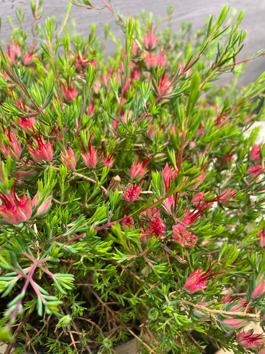 No.10017 ダーヴィニア タクシィフォリア 8号鉢