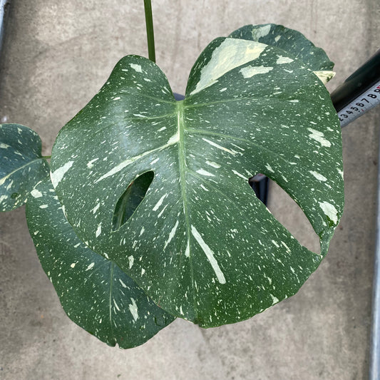 農場創業祭 No.18002 モンステラ タイコンステレーション 6号おすすめ黒ポット