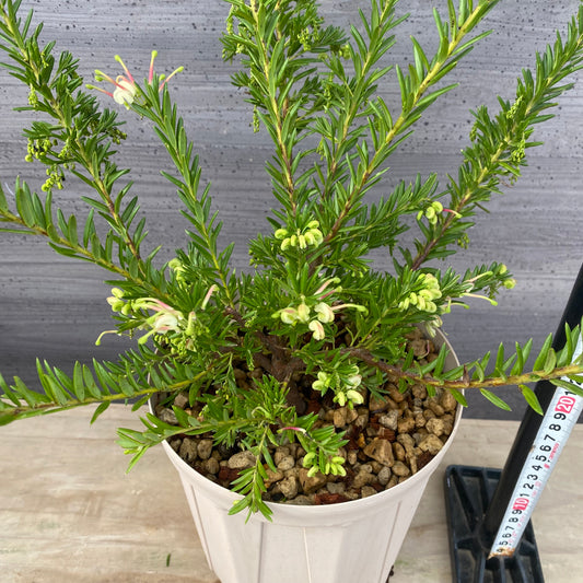 グレビレア ジュビリーG 6号スリット鉢/オリジナル色