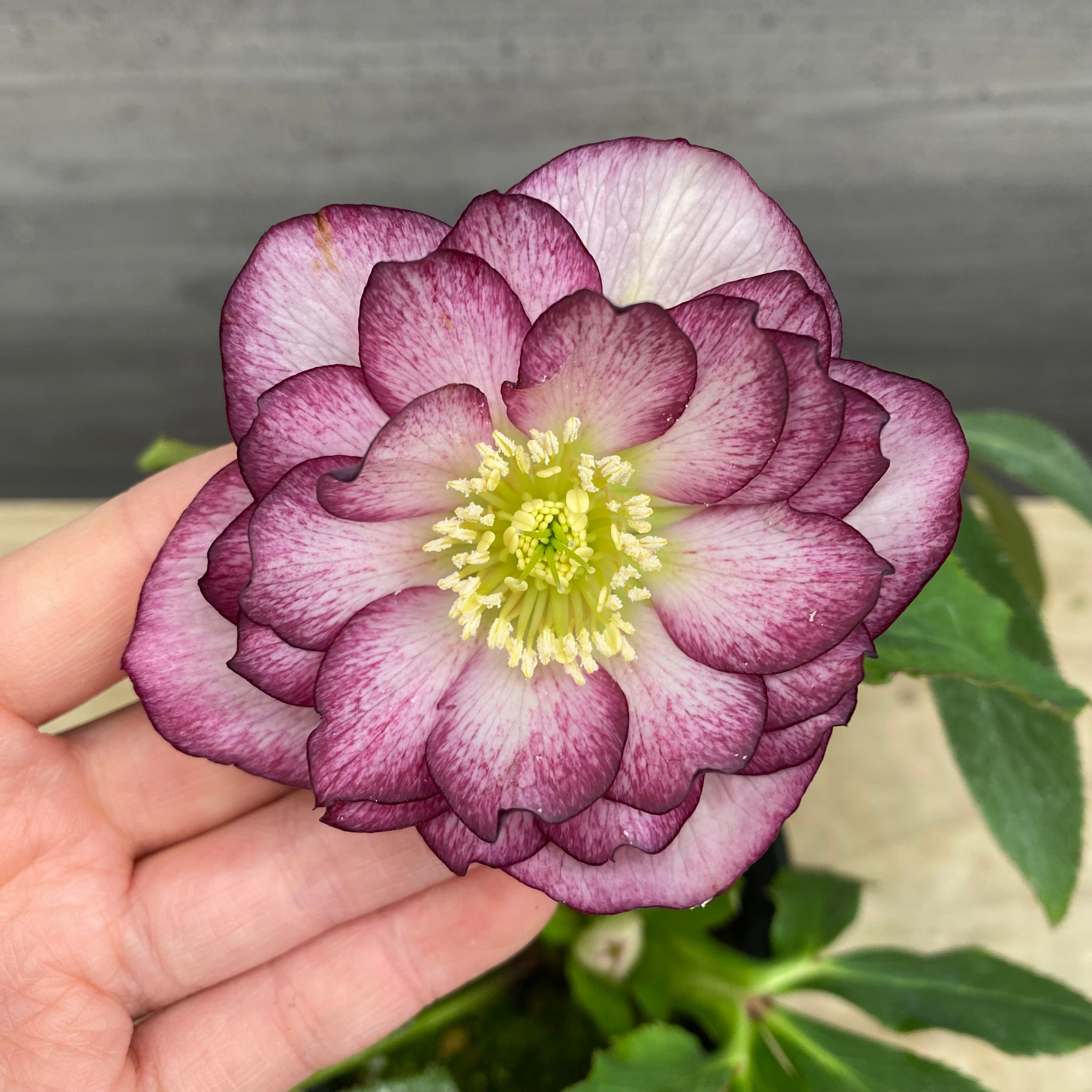 即売会 No.27091 クリスマスローズ ダブル咲き 4号苗ポット – 植物家族