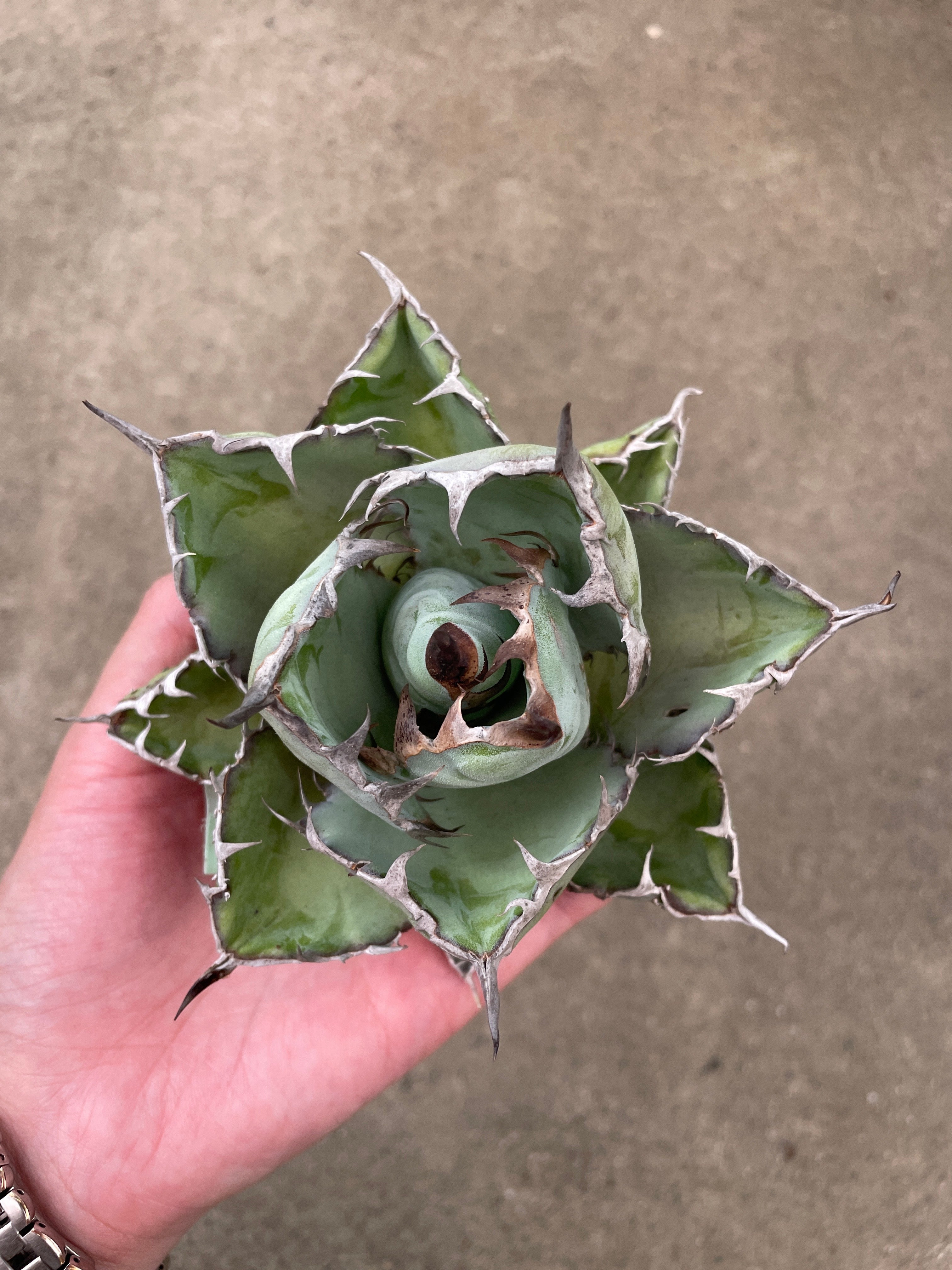 親株出品　アガベ　蝙蝠　抜き苗発送 No.07064 アガベ 抜き苗 – 植物家族
