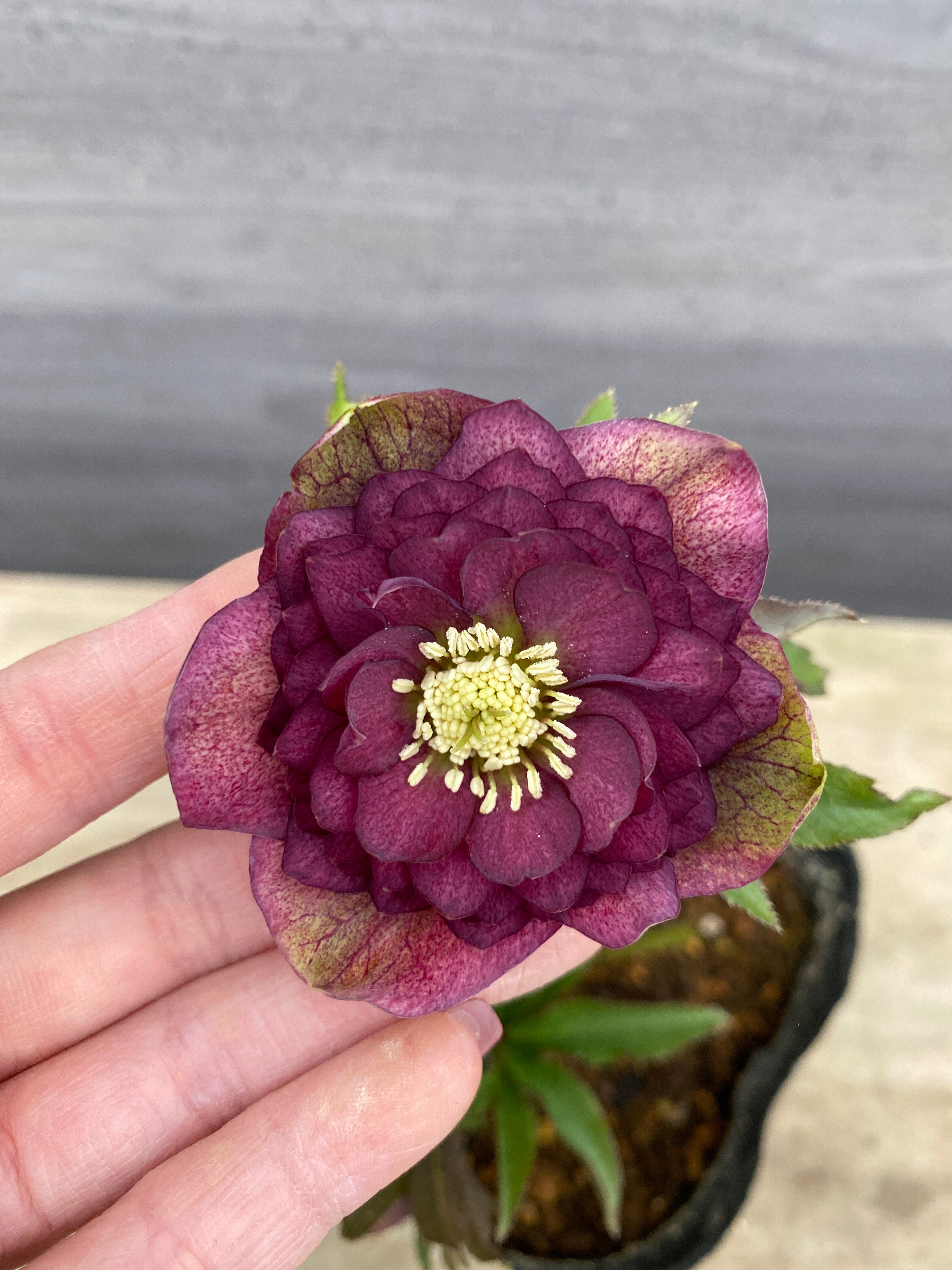 No.05093 横山園芸☆クリスマスローズ プリマドレス 5号苗ポット