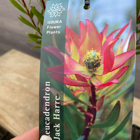 No.12005 リューカデンドロン ジャックハーレー 5号鉢