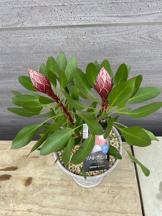 キングプロテア リトルプリンス(プラスチック鉢)