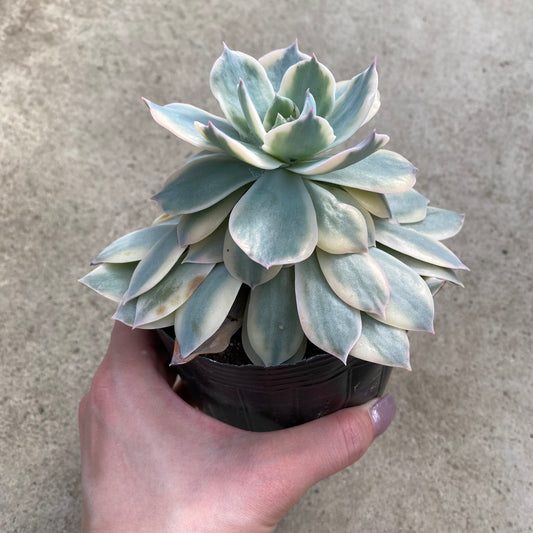 06049 エケベリア ピーコッキー 4号苗ポット