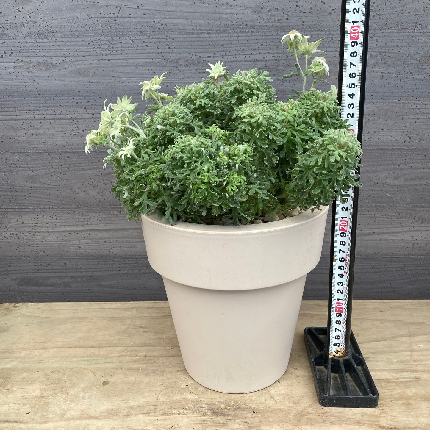 __noon__25様売約★フランネルフラワー 7号オリジナルポット